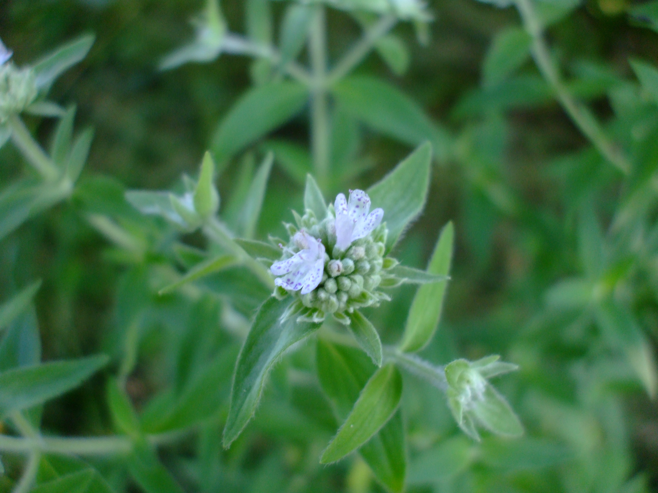 Pycnanthemum verticillatum